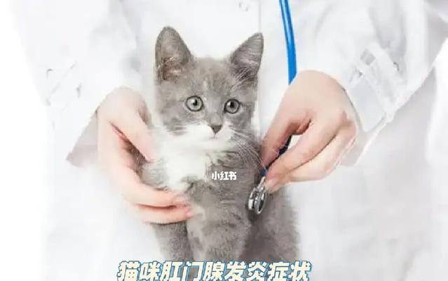 小猫肛门腺炎症的原因和治疗方法（让宠物远离肛门腺炎症的注意事项）