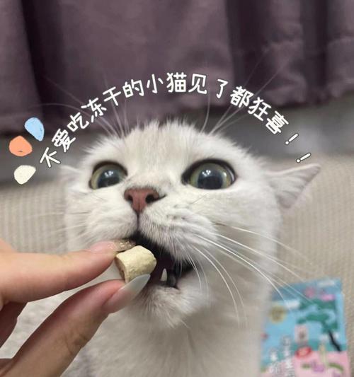 小猫可以吃鸭肉的好处（关于小猫饮食需知的一些事项）