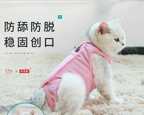 小猫也需要绝育，关爱宠物健康（从小事做起）