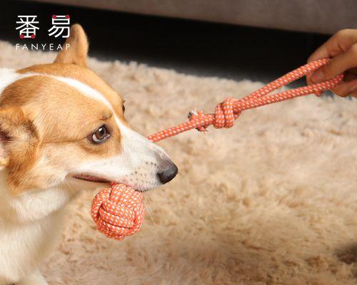 狗狗生产顺序的影响（以宠物为主的繁殖选择）