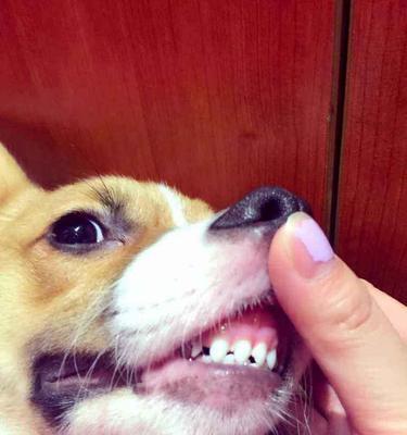 如何正确刷洗狗狗牙齿内侧（宠物主人必看）