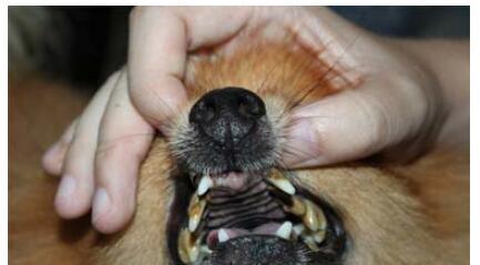狗狗牙龈炎及牙齿脱落的预防与治疗（宠物爱护）
