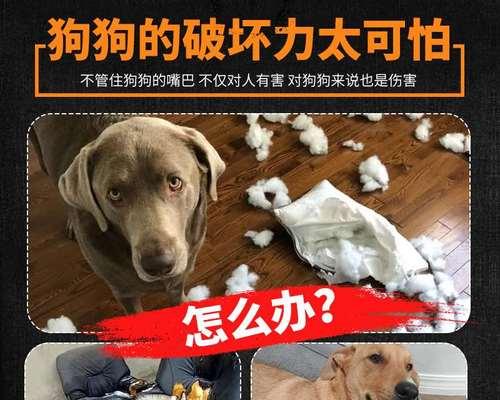 狗狗咬东西叫的原因及解决方法（探究宠物犬咬东西时的行为表现）