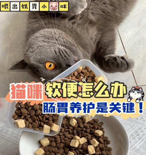 换猫粮引起猫咪拉稀怎么办（宠物主人必看的防止猫咪拉稀方法）