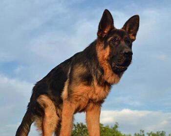 德牧成为警犬中最多的品种原因分析（了解德国牧羊犬在警犬中的独特优势）