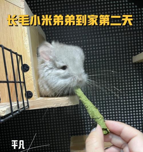 龙猫能吃多少蒲公英（宠物龙猫的膳食需求和蒲公英的营养价值）