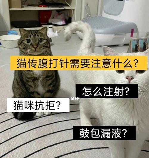 以猫传腹检测-宠物健康的保障（了解猫传腹检测的必要性）