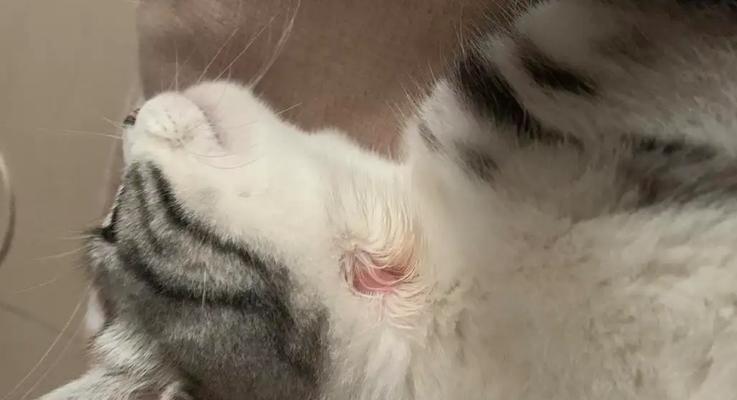 如何治疗猫得了猫癣（探究猫癣的成因和症状）