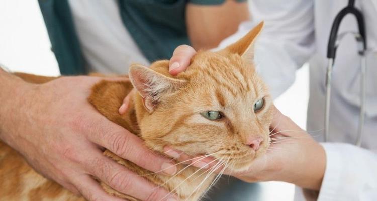 新猫咪躲在哪？如何让它安心适应新环境？