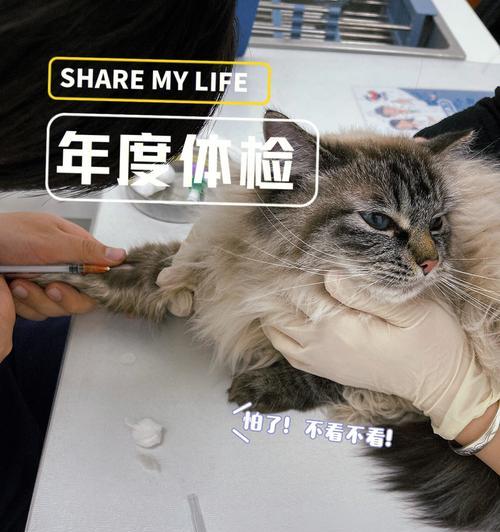 猫咪必备（从预防疾病到保障健康）