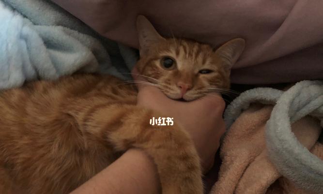 猫咪为什么喜欢蹭人（揭秘猫咪蹭人的奥秘）