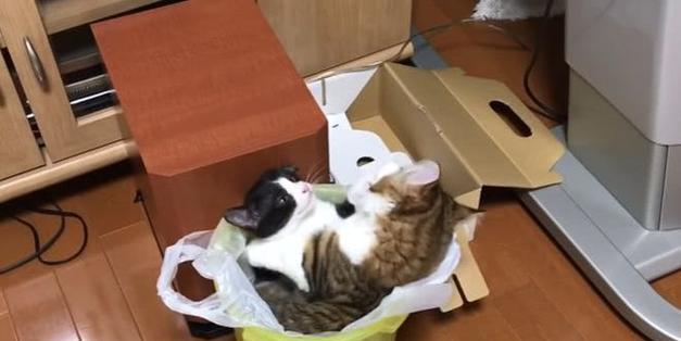 猫咪用餐容器的选择（探究猫咪最喜欢的餐具种类与形状）