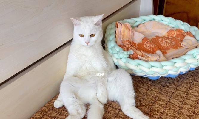 猫咪为何不停摇尾巴（揭秘猫咪摇尾巴的6个原因）