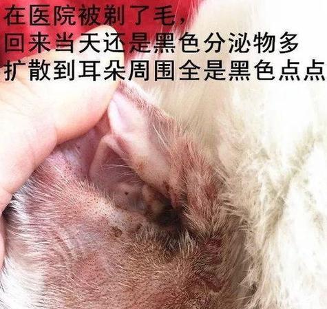 猫咪长耳螨的症状及预防方法（宠物爱好者必读）