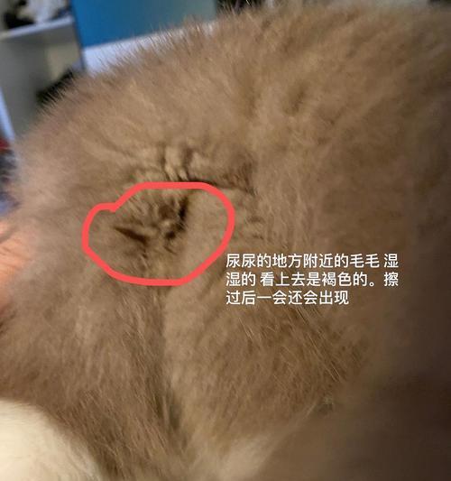 宠物猫长脓包，你需要知道的一切（探究猫咪长脓包的成因）