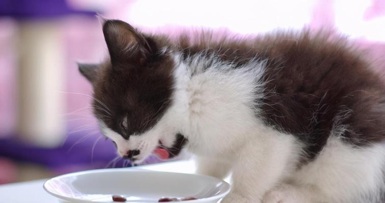 猫咪食物过敏引发呕吐问题（探讨猫咪食物过敏的原因及如何解决）