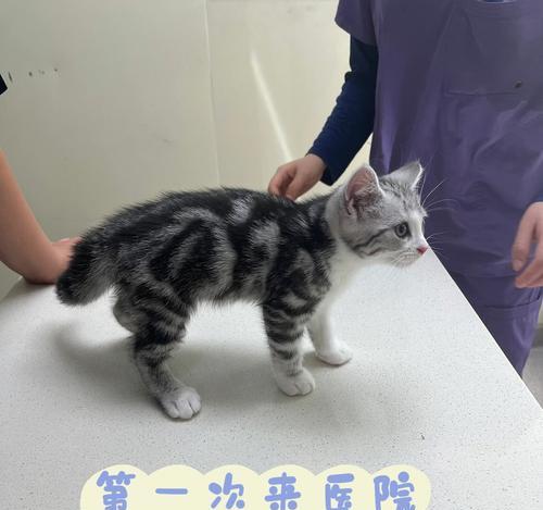 宠物猫打疫苗后出现肿块，应该怎么办（了解猫咪疫苗接种常见反应）