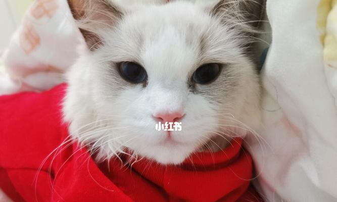 猫咪为什么会打喷嚏（探究喵星人打喷嚏的原因与治疗方法）