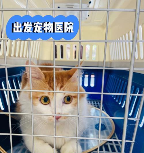 猫咪打疫苗前为什么要断食（以宠物为主）