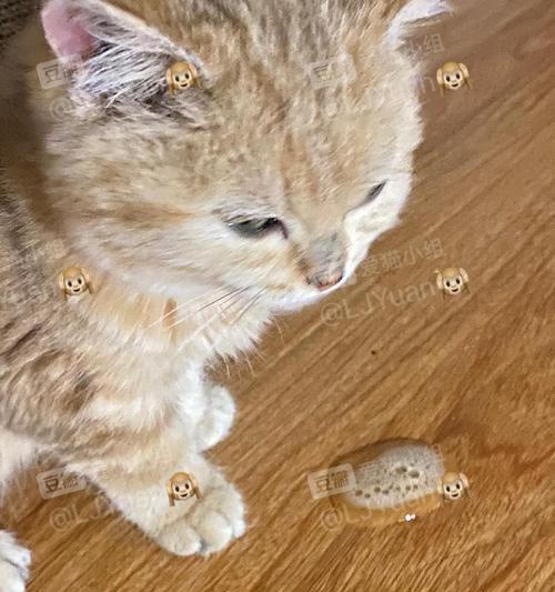 探讨猫瘟病毒对猫咪的影响（猫瘟病毒的传播途径）