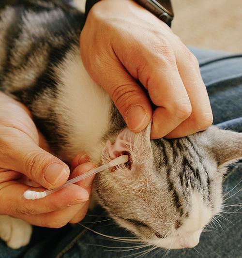 探秘猫咪耳朵发烫的预兆（揭开猫咪健康状态的秘密）