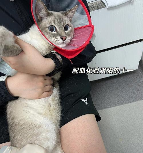 猫咪肺部积水处理方法（宠物的健康需我们关注）