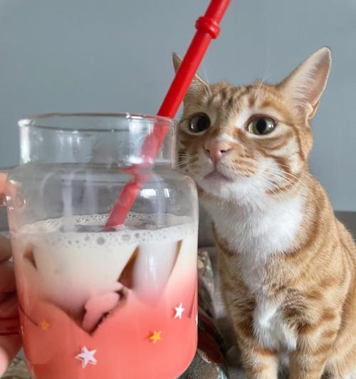 猫咪喝了纯牛奶的危害与应对方法（以宠物为主的饮食安全问题探讨）