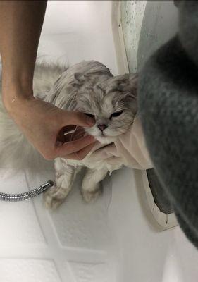 宠物猫换家后不适应怎么办（探讨宠物猫不适应新环境的原因和解决方法）