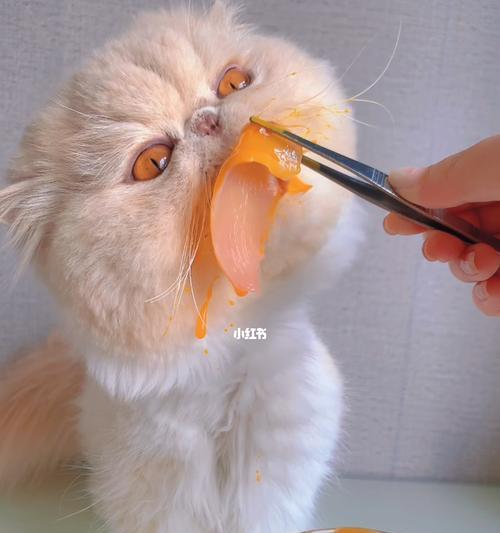 猫咪什么时候开始能吃肉？