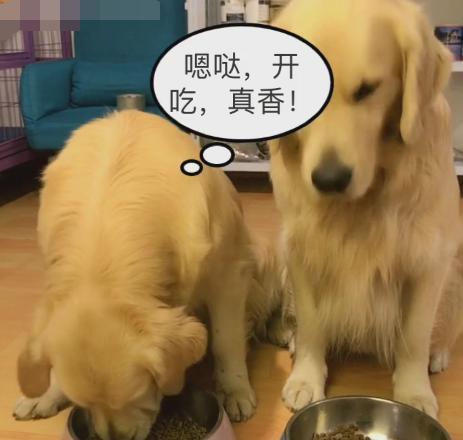 教你如何让幼犬金毛爱上食物（从宠物心理出发）