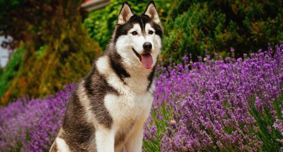 宠物幼犬期的注意事项（如何让你的幼犬健康成长）