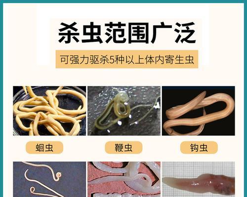 如何判断宠物犬是否患有寄生虫感染（宠物养护必须知道的15个方法）