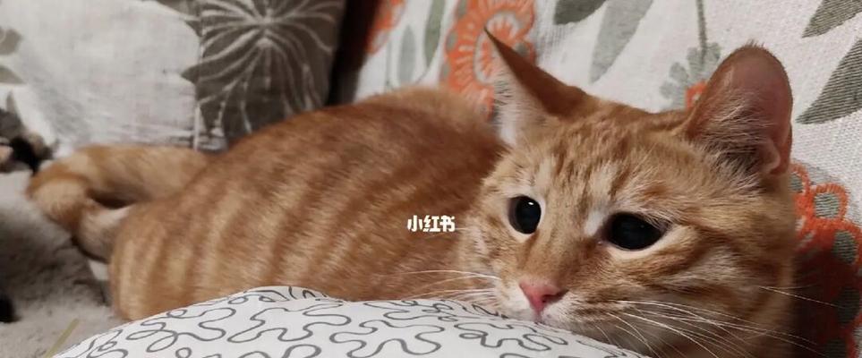 训服胆小猫的小技巧（以爱和耐心让猫猫信任你）