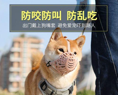 10斤泰迪犬每天该吃多少（科学喂养宠物犬的重要性）