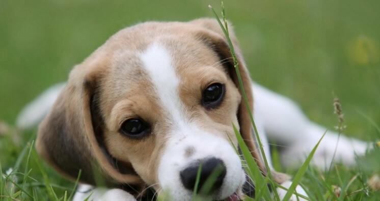 14岁狗犬为何频繁咳嗽（探究老年狗犬咳嗽原因及应对方法）