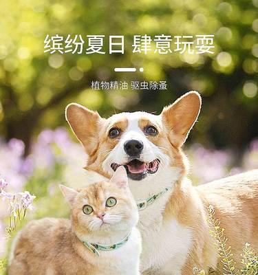 如何给猫咪治病（寻找宠物猫的安全有效疗法）