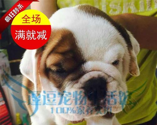 3个月大的斗牛犬需要多少狗粮（以宠物健康为重要考虑因素）