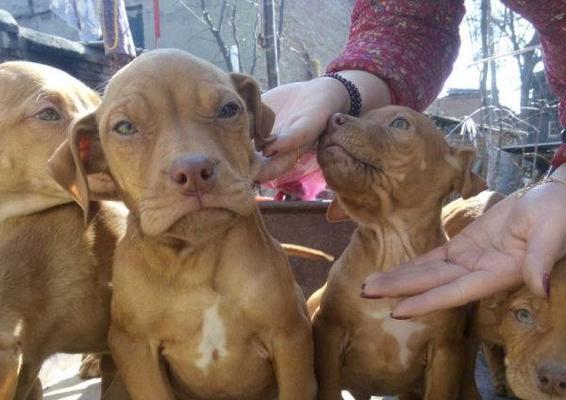 如何判断比特犬是否纯种（通过外观和行为特征来确定比特犬的纯种性）