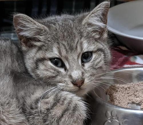 宠物猫食量过大，你知道怎么办吗（探究以吃撑的小猫症状和应对方法）