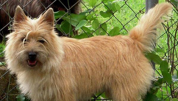 认识大耳朵棕色长毛的宠物狗（探秘大耳朵棕色长毛狗的特点与养护）