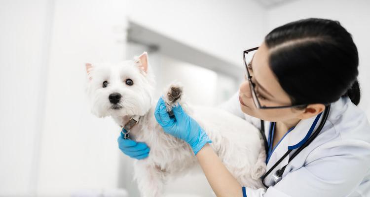 给狗狗打了疫苗三天洗澡，你需要了解的事情（宠物的健康需要我们的关注）