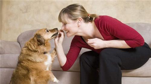 宠物服用维生素K1的注意事项（以狗为例）