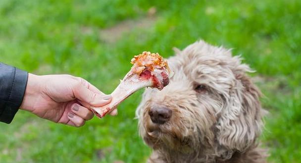 狗狗吃鸡骨头避孕真的有效吗（探究狗狗吃鸡骨头避孕的真相）