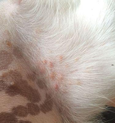 狗狗皮肤痘痘的成因和治疗方法（探究狗狗皮肤痘痘的形成原因）