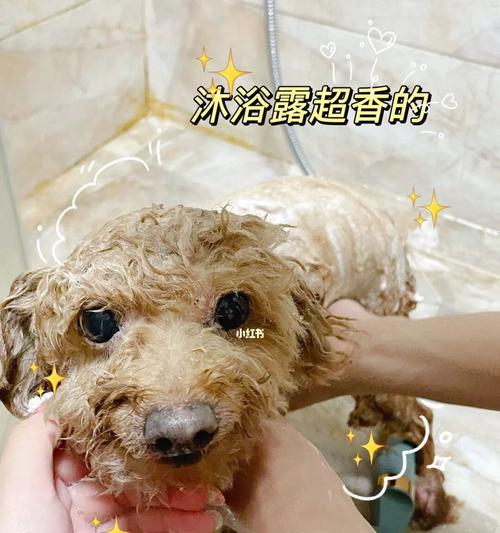 狗狗洗澡的时间（以宠物为主）
