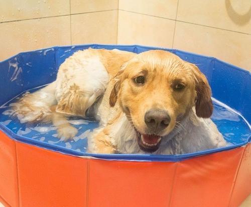 狗狗洗澡的正确时间（宠物洗澡的注意事项和技巧）