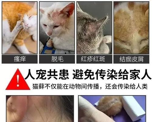 探讨宠物猫咪的皮肤病（从原因、症状到治疗方案）