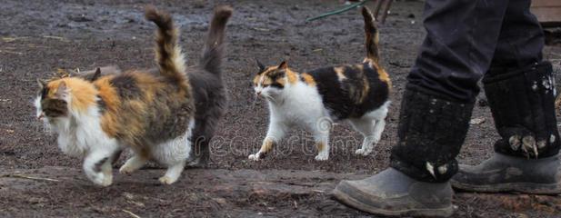 宠物猫为何尾巴不翘起来（揭秘尾巴姿态背后的原因与解决方案）