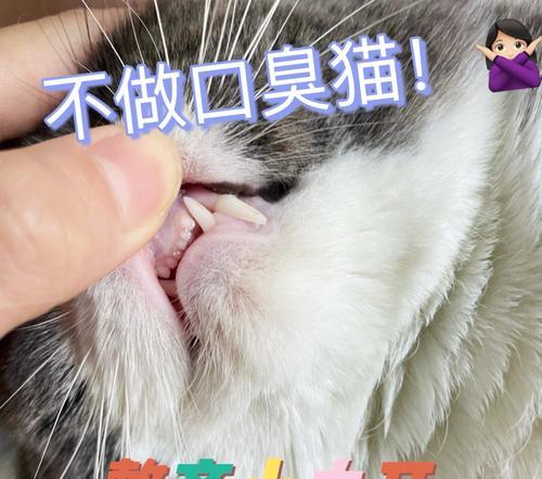 猫咪的牙齿更换时间及保健方法（了解猫咪的换齿周期）