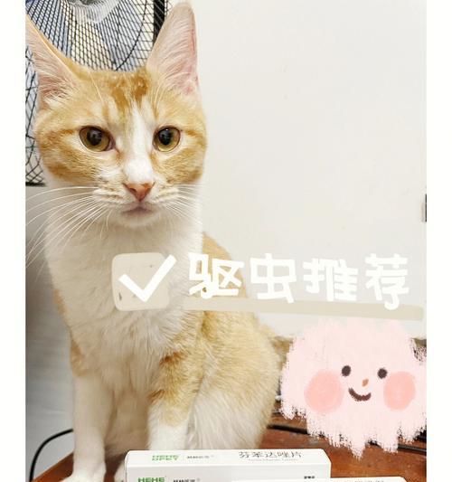 宠物猫滴驱虫药后走路晃动的原因剖析（了解猫咪滴驱虫药后晃动的真相）